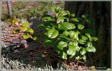Vaccinium vitis-idaea. Перезимовавшее растение. Чувашия, окр. г. Шумерля, лесной массив \"Торф\". 29 марта 2008 г.