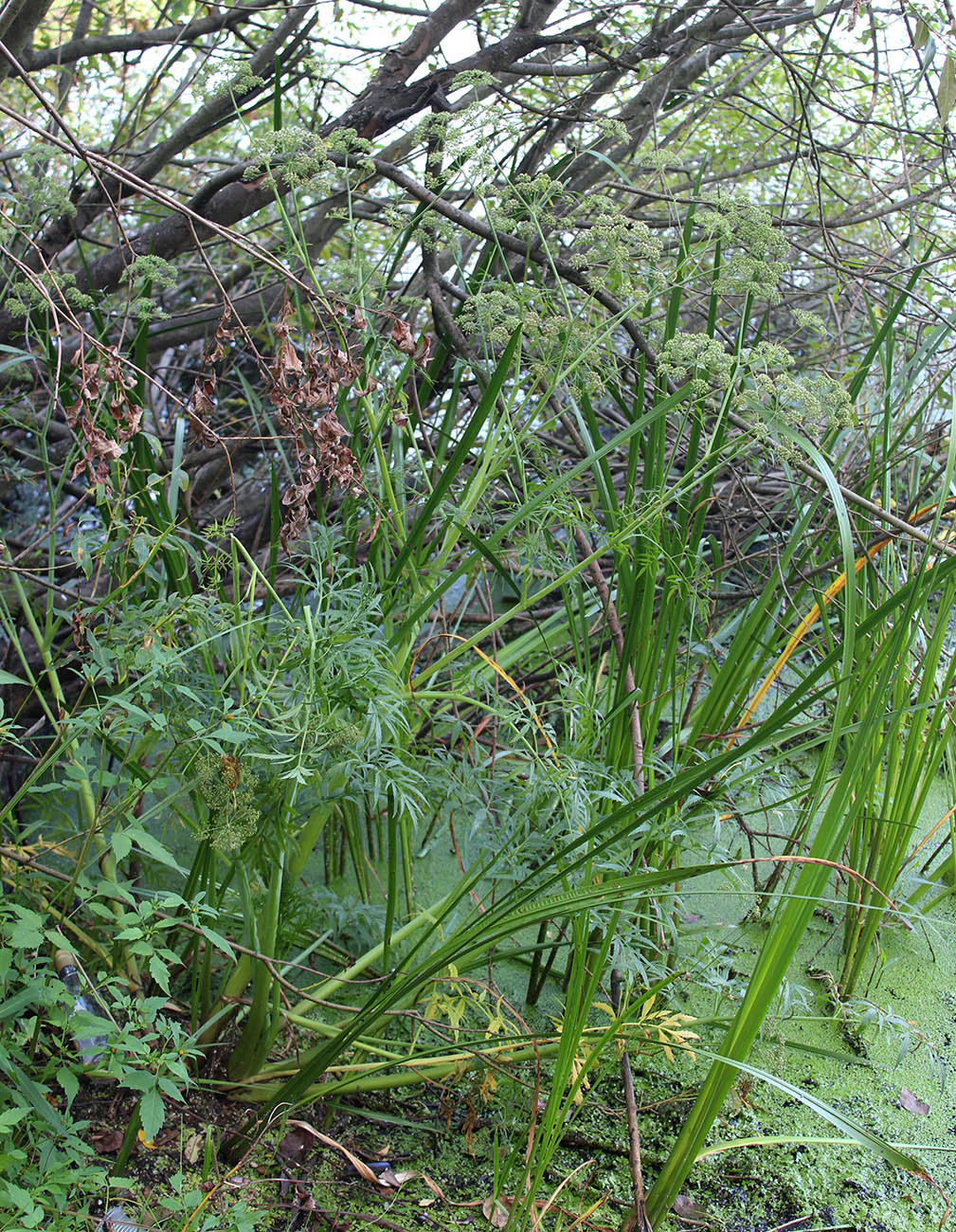 Image of Cicuta virosa specimen.