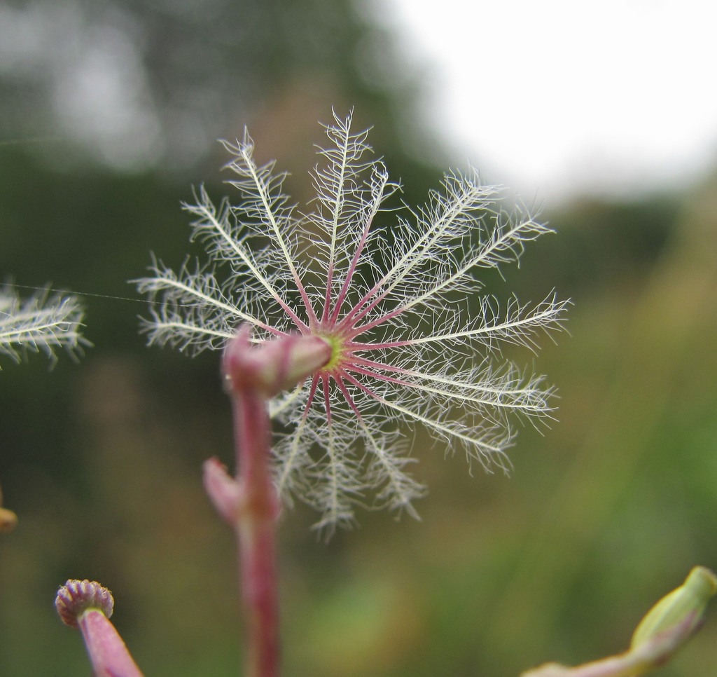 Image of Valeriana tiliifolia specimen.