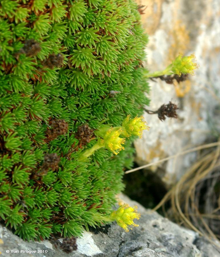 Image of Saxifraga juniperifolia specimen.