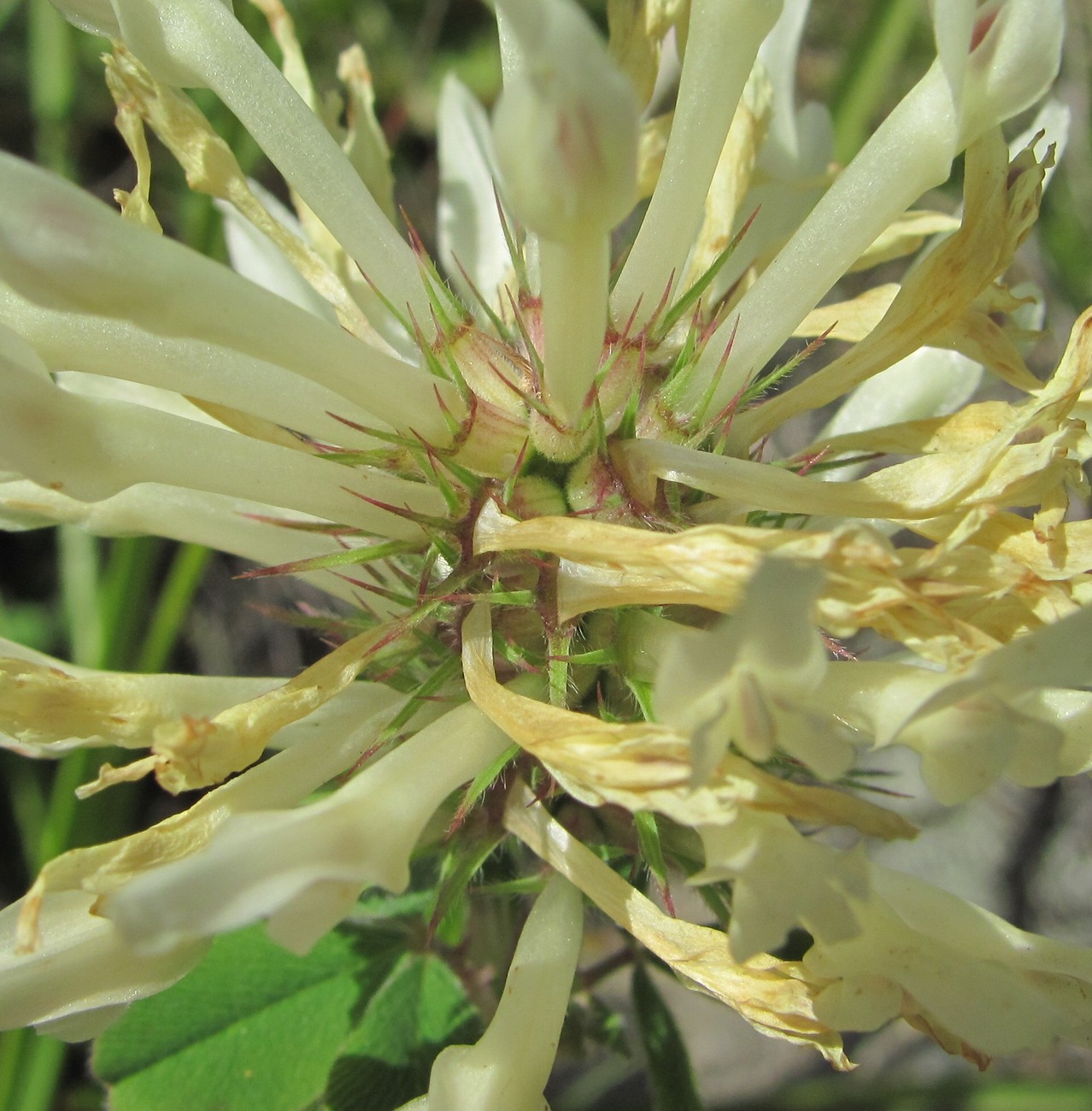 Image of Trifolium canescens specimen.