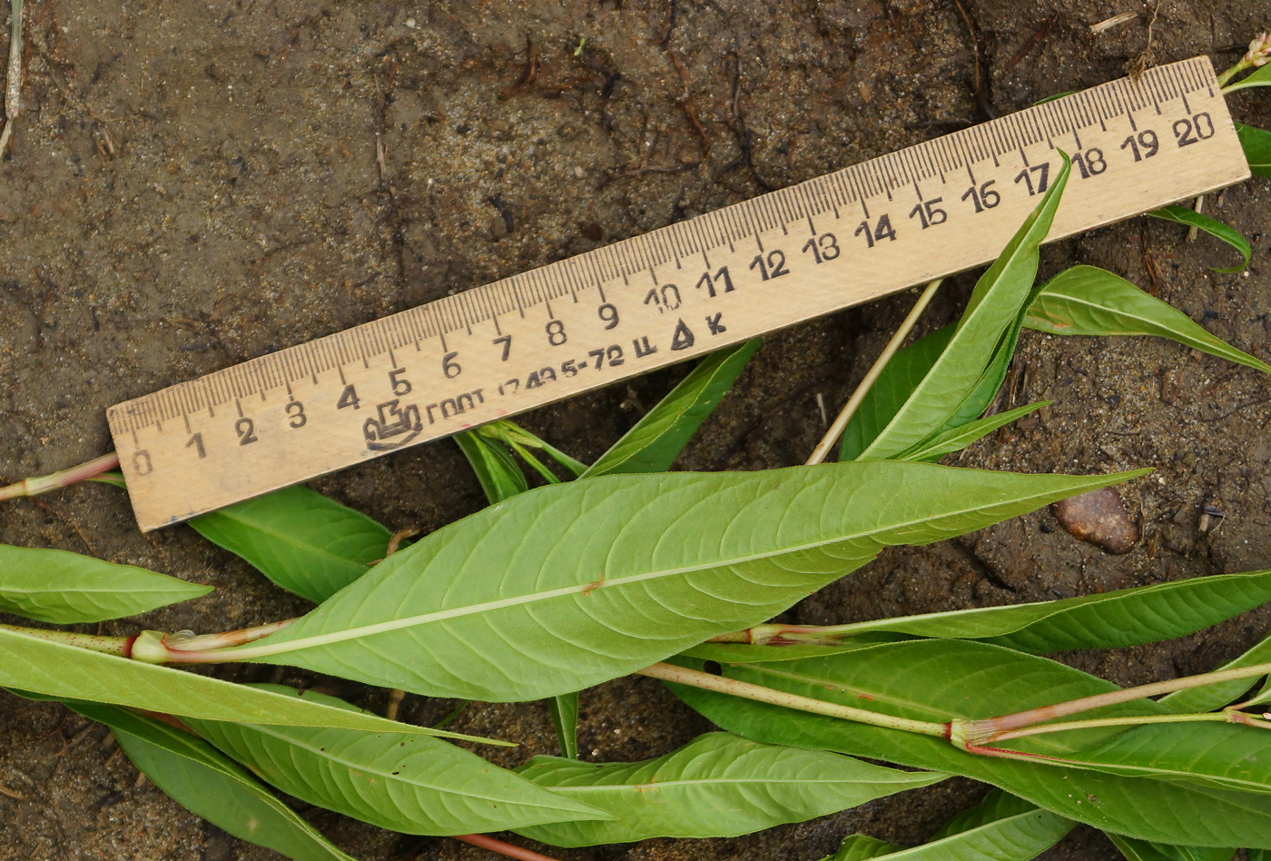 Image of Persicaria lapathifolia specimen.