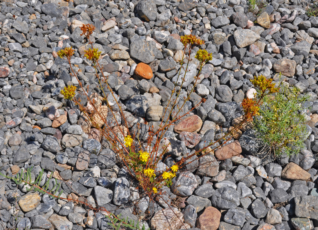 Image of Hypericum scabrum specimen.