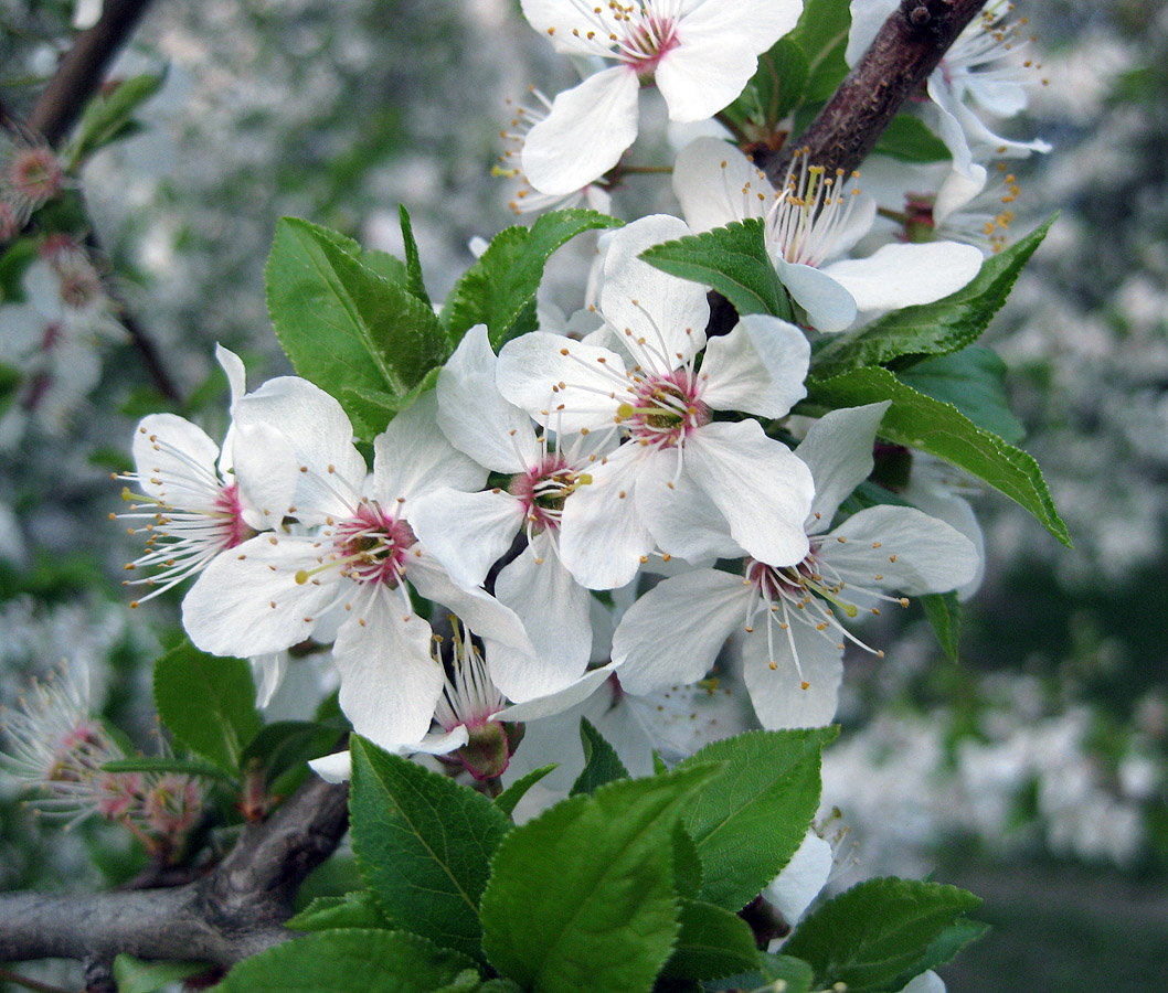 Image of Prunus cerasifera specimen.