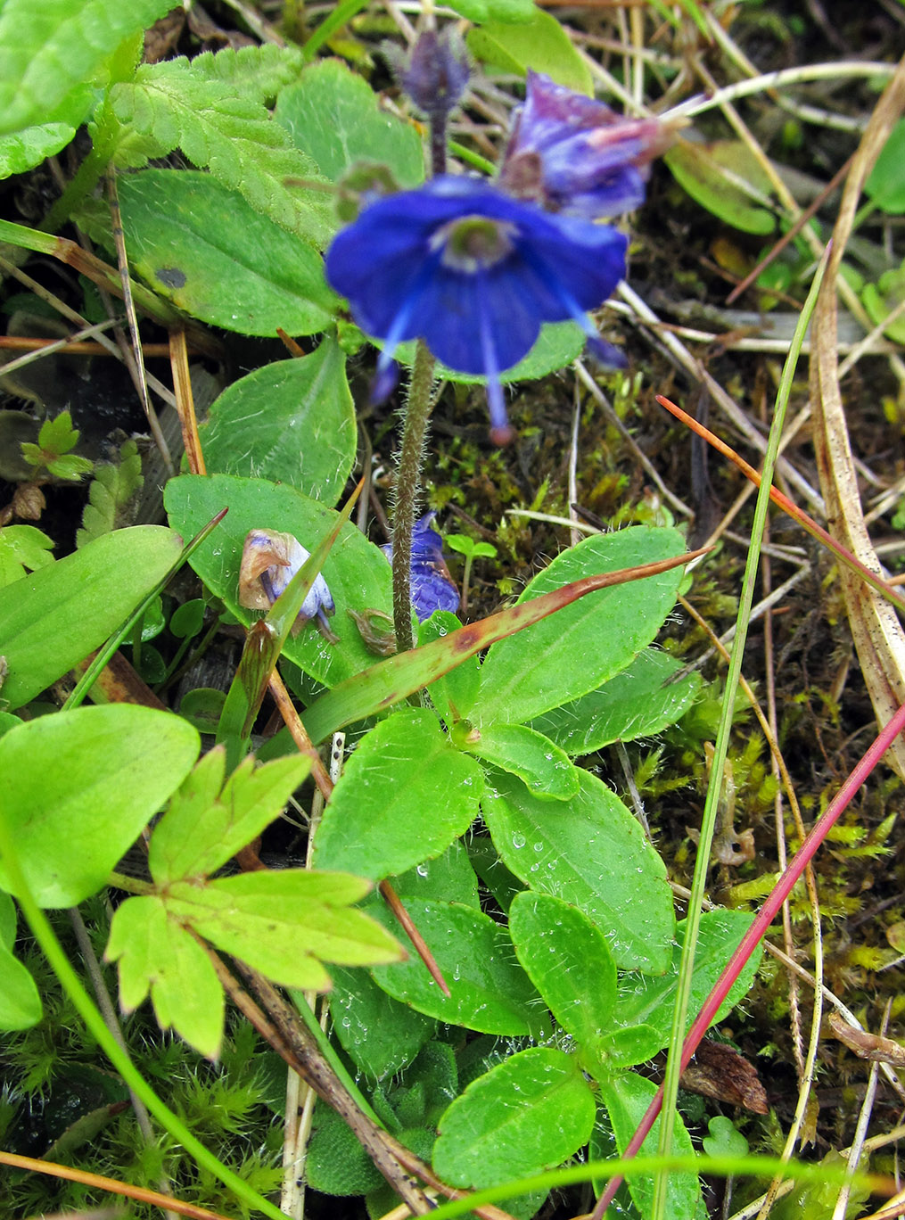 Изображение особи Veronica grandiflora.