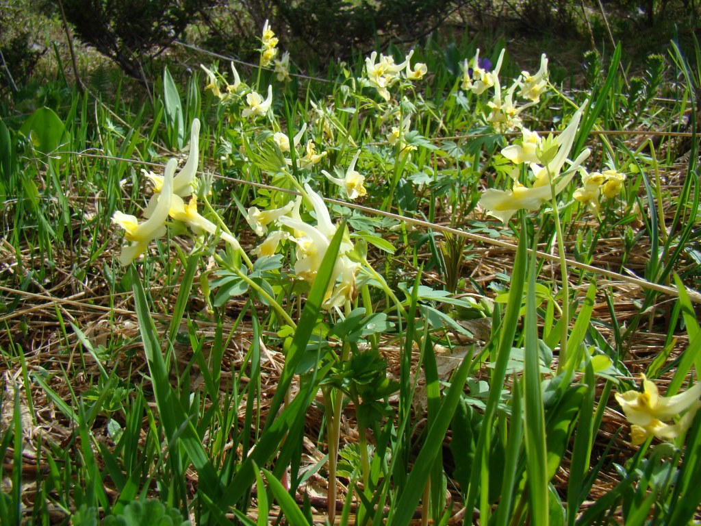 Image of Corydalis bracteata specimen.