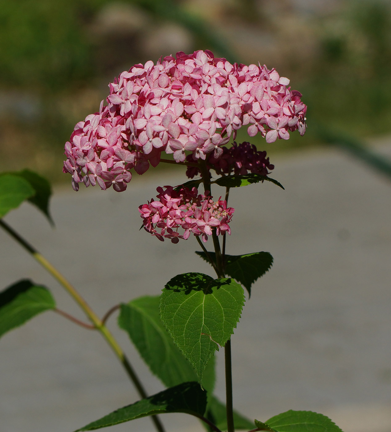 Image of Hydrangea arborescens specimen.