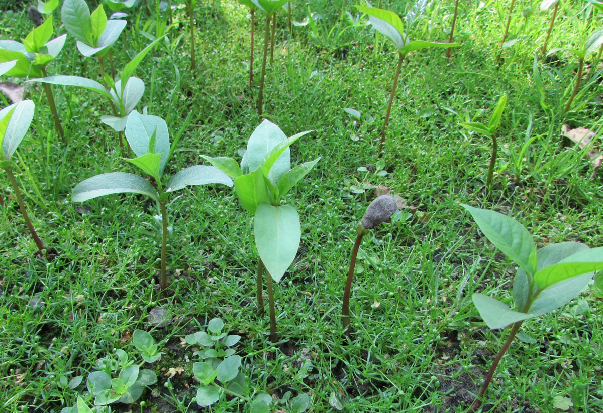 Image of Diospyros virginiana specimen.