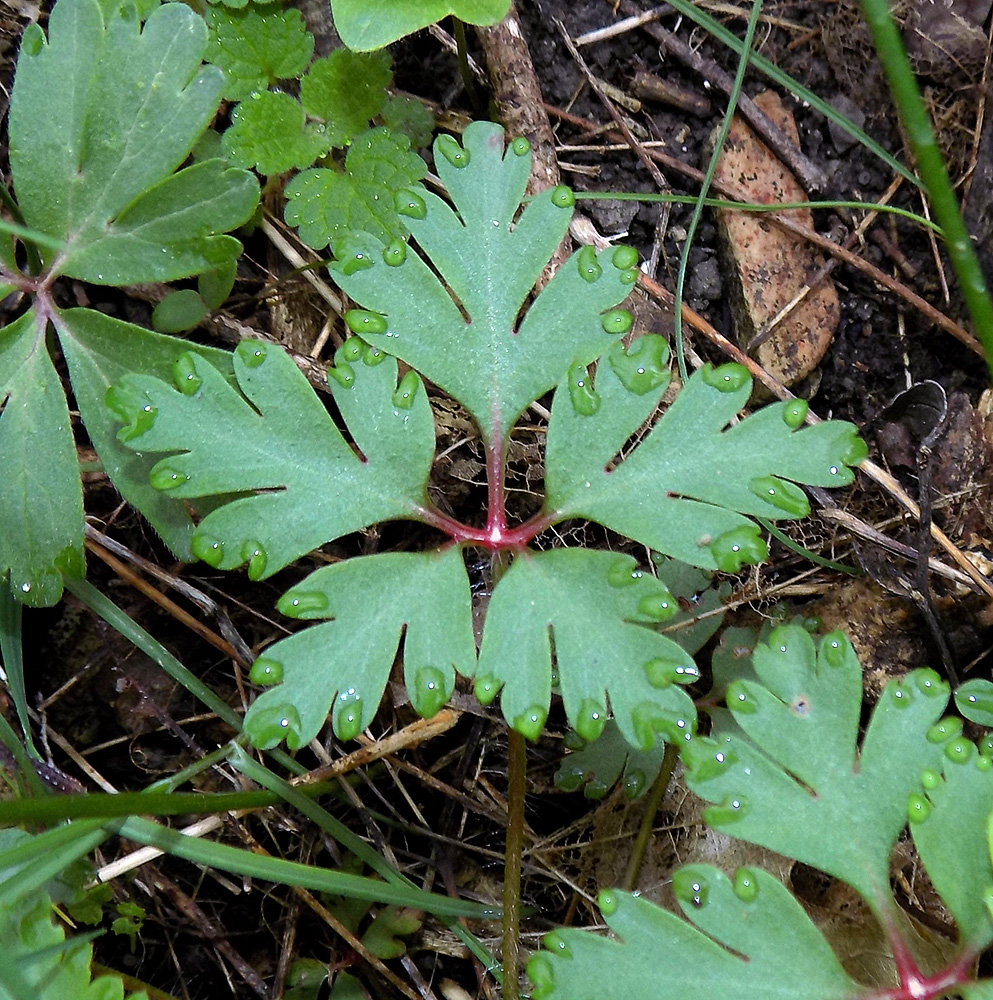 Image of Geranium robertianum specimen.