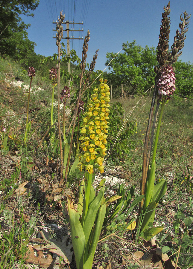 Image of Orchis punctulata specimen.