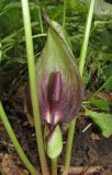 Arum maculatum