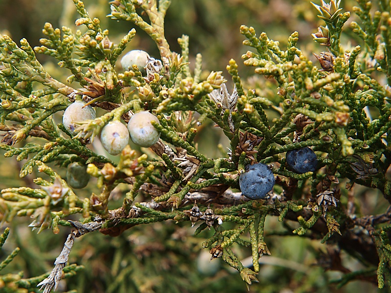 Image of Juniperus sabina specimen.