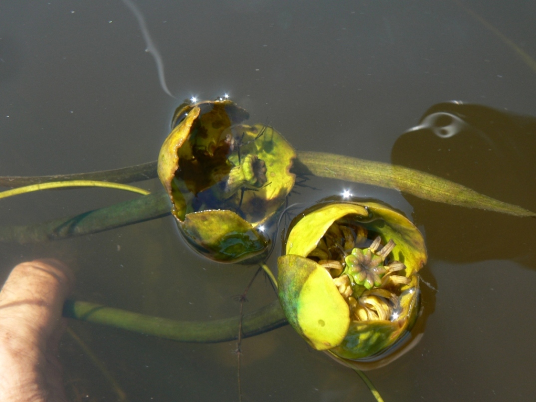 Image of Nuphar japonica specimen.