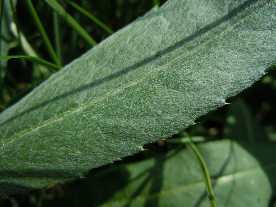 Изображение особи Cirsium incanum.