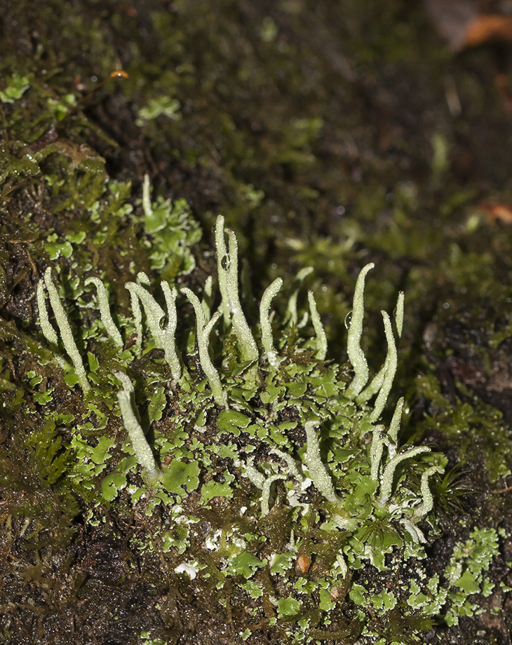 Image of genus Cladonia specimen.