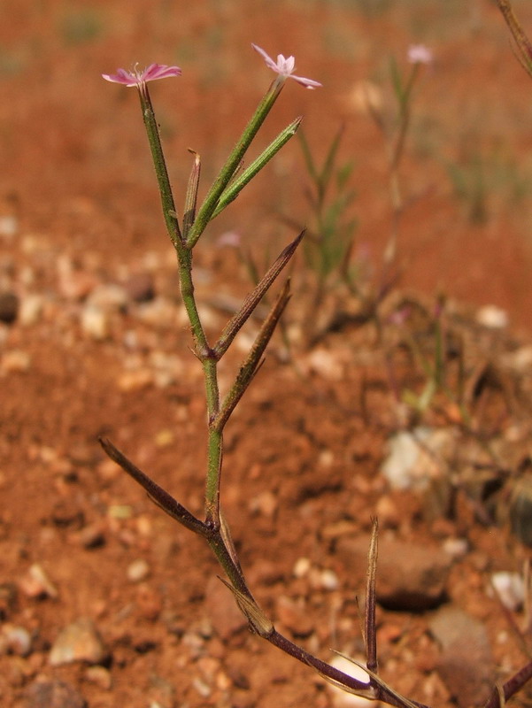 Image of Velezia rigida specimen.