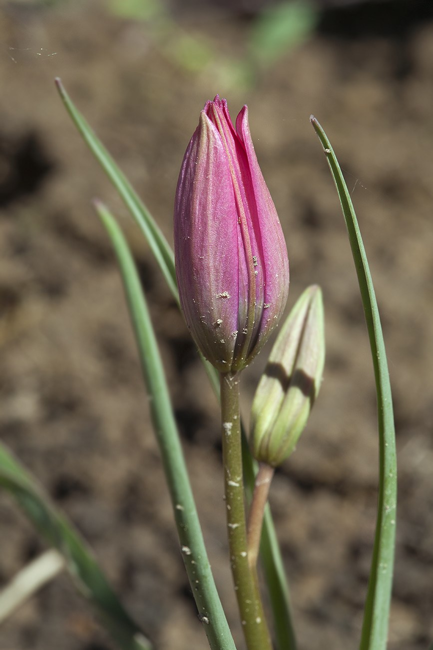 Image of Tulipa humilis specimen.