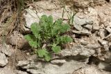 Sisymbrium loeselii. Молодое растение. Псков, нижняя часть разрушающейся крепостной стены. 12.05.2019.