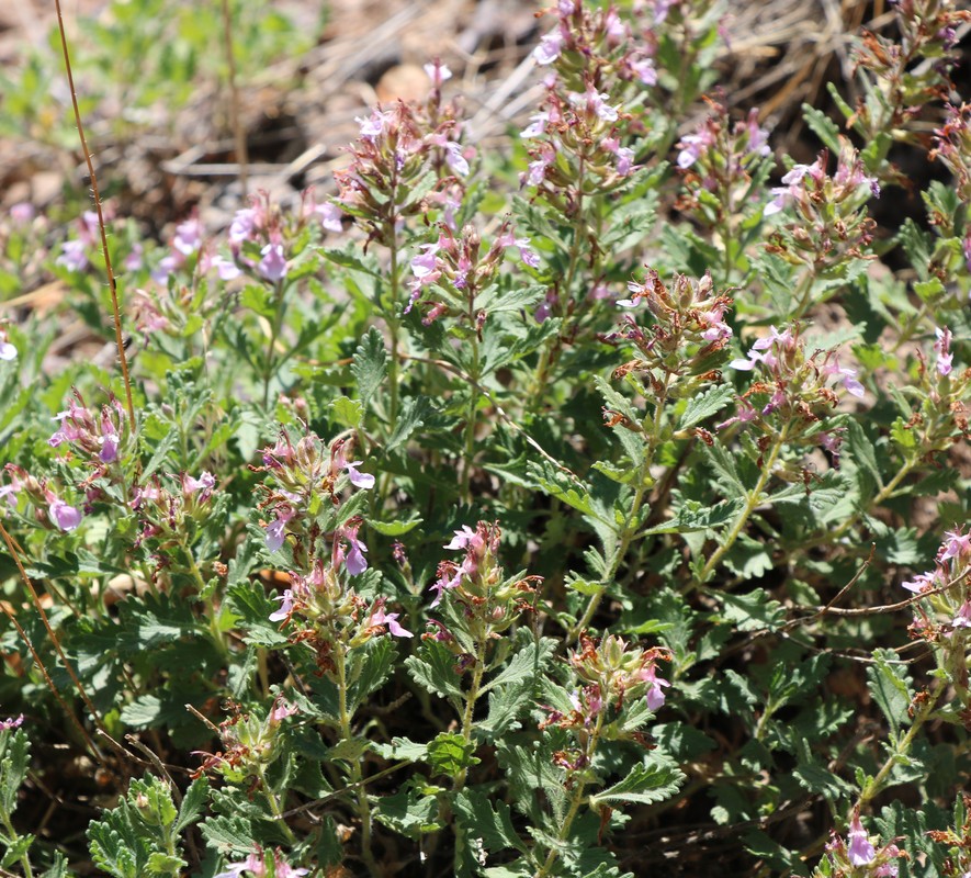 Image of Teucrium chamaedrys specimen.