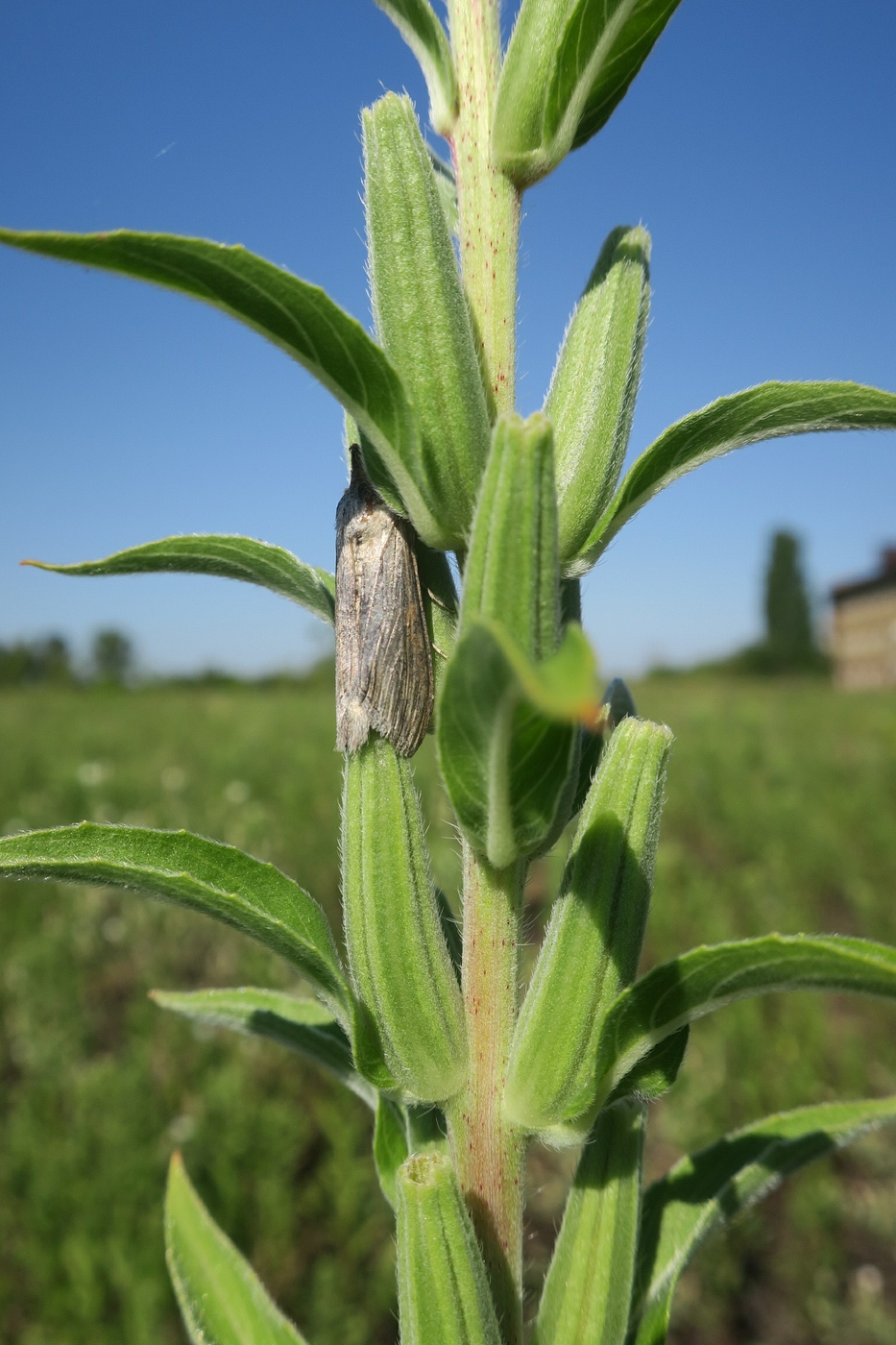 Image of Oenothera depressa specimen.