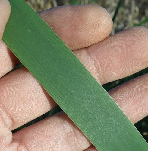 Image of Typha latifolia specimen.