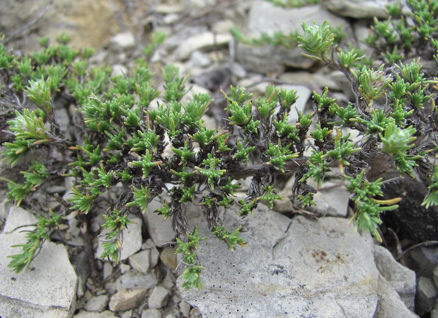 Изображение особи Thymus helendzhicus.