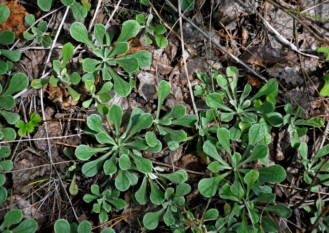 Image of Antennaria dioica specimen.