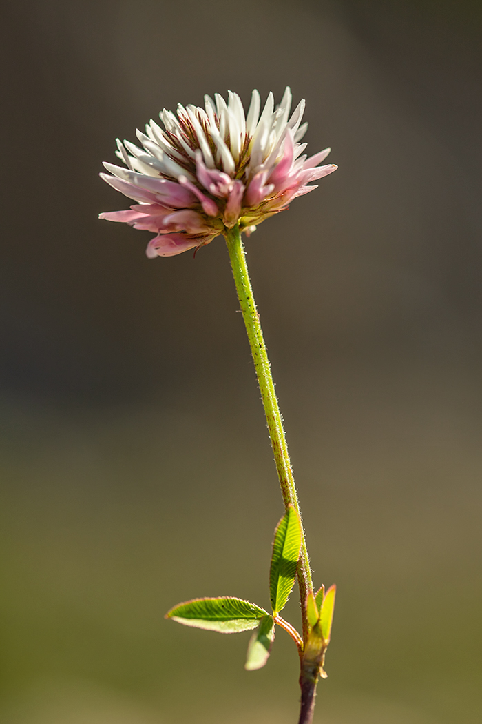 Image of Trifolium ambiguum specimen.