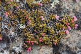 Loiseleuria procumbens. Ветви цветущего растения. Мурманская обл., Кольский р-н, Долина Славы; бровка занятого кустарничково-лишайниковой тундрой скального обнажения. 07.06.2019.