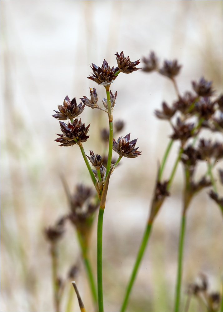 Изображение особи Juncus articulatus.