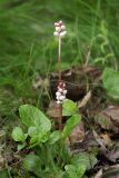 Pyrola minor