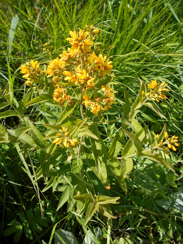 Изображение особи Lysimachia vulgaris.