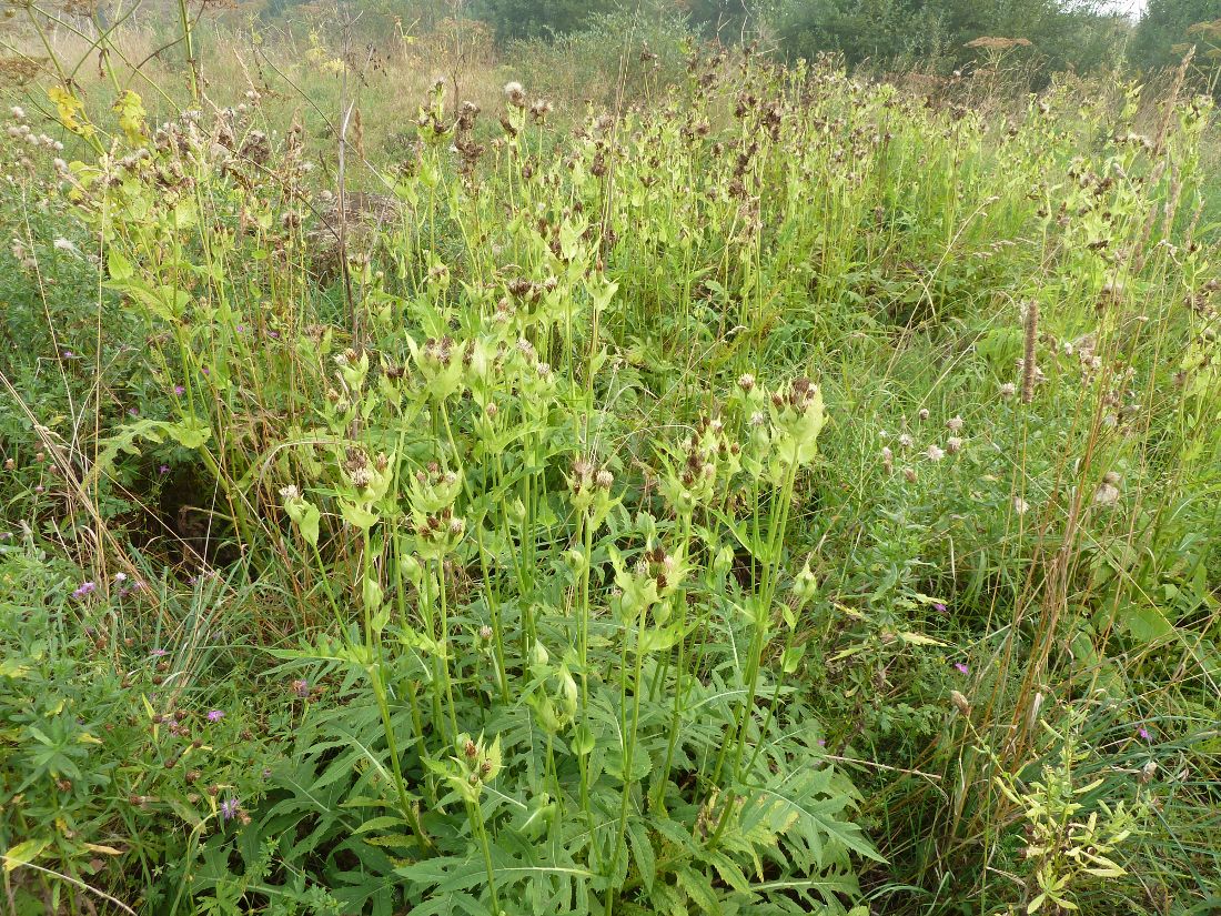 Image of Cirsium oleraceum specimen.