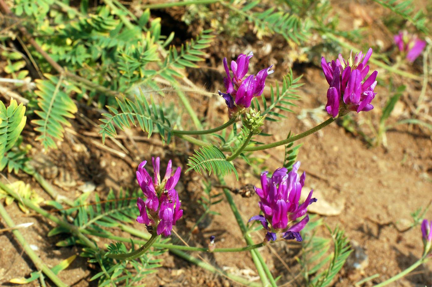 Image of Astragalus onobrychis specimen.