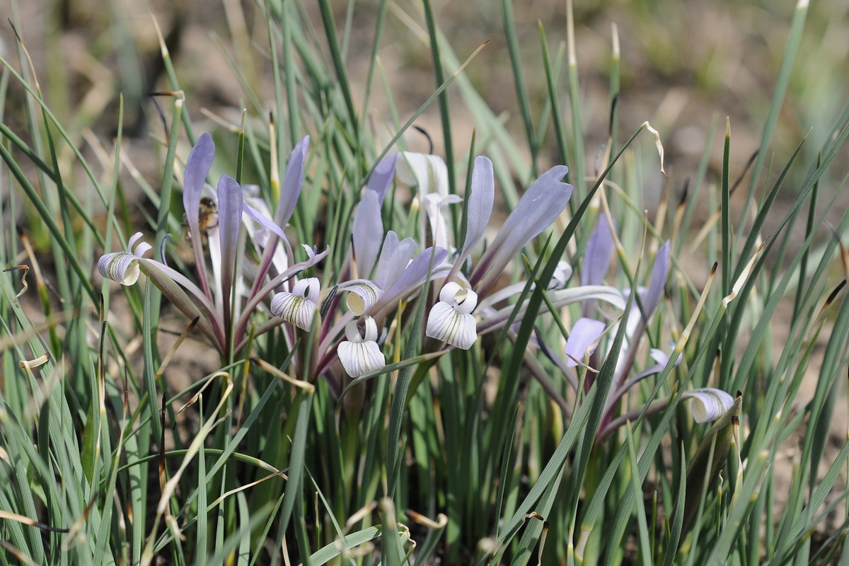 Image of Iris loczyi specimen.