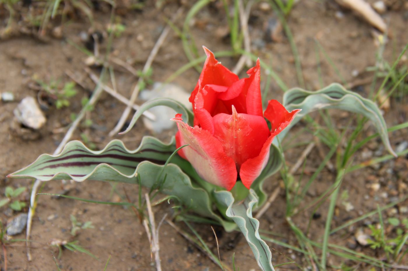 Изображение особи Tulipa micheliana.