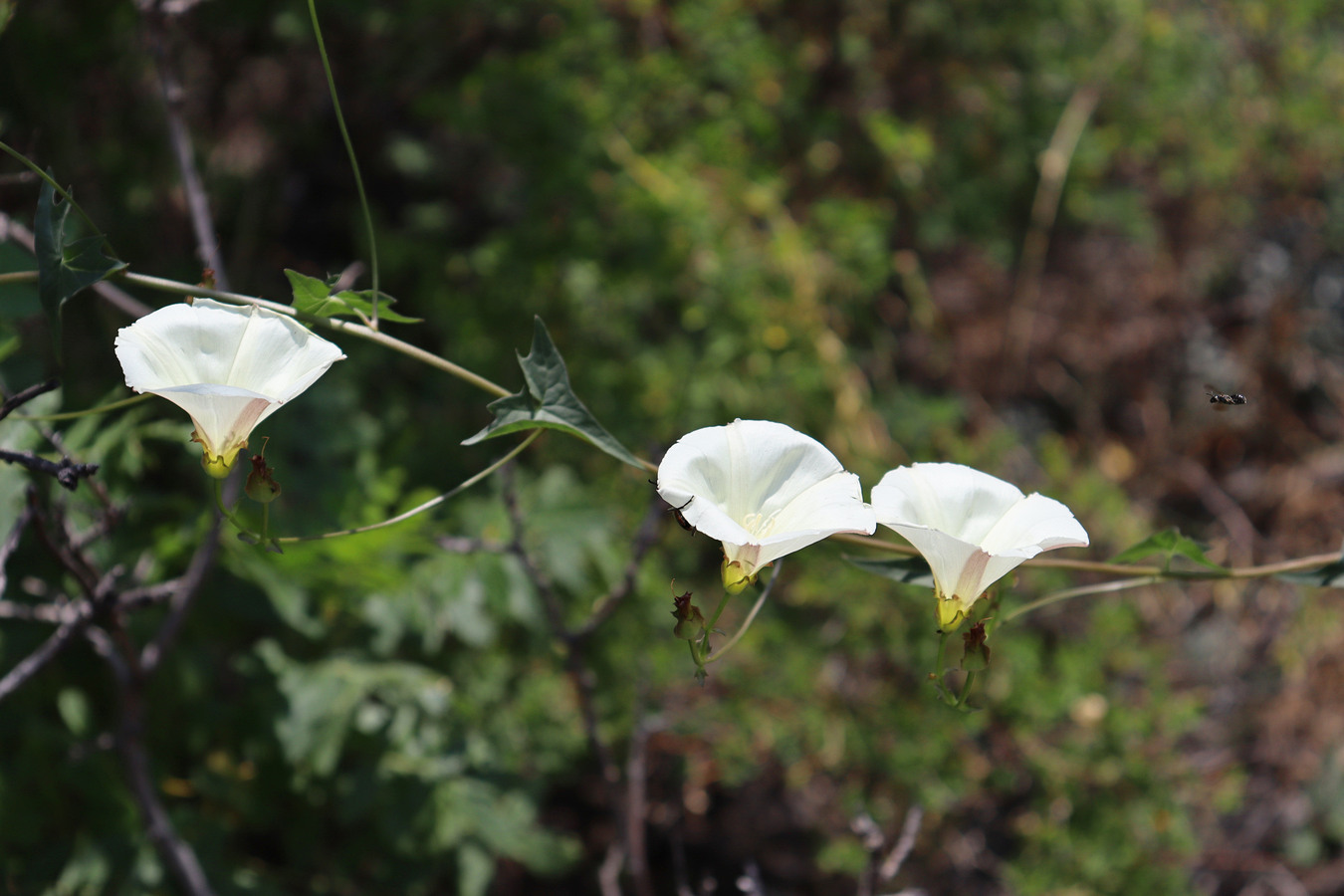 Изображение особи Convolvulus scammonia.