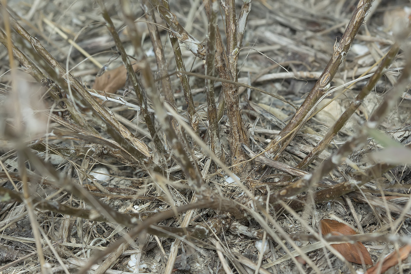 Image of Artemisia taurica specimen.