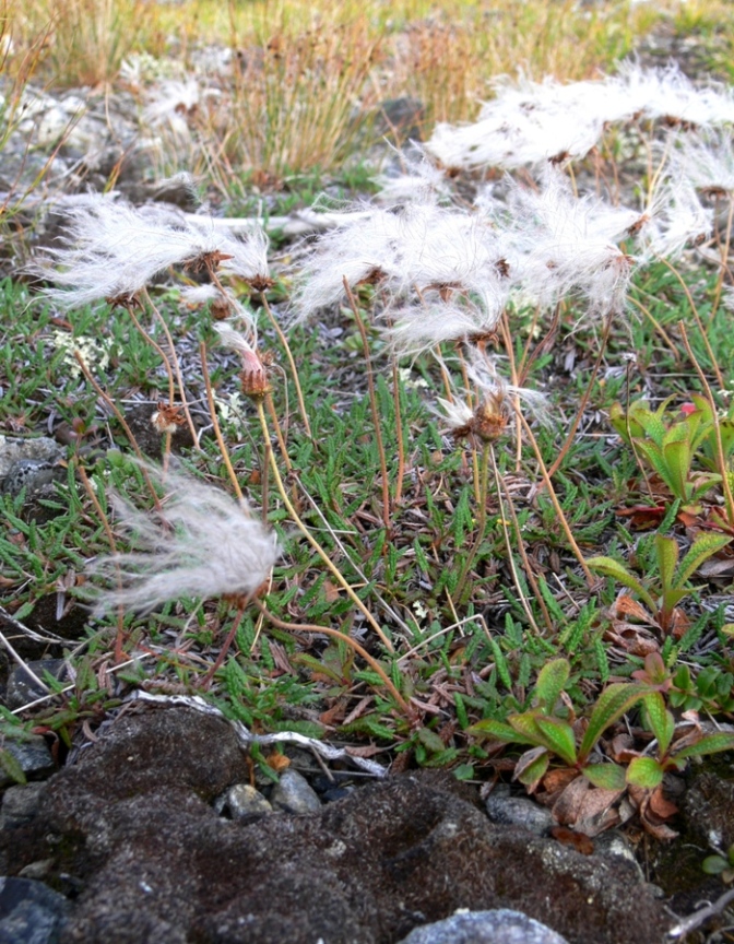 Image of Dryas octopetala ssp. subincisa specimen.