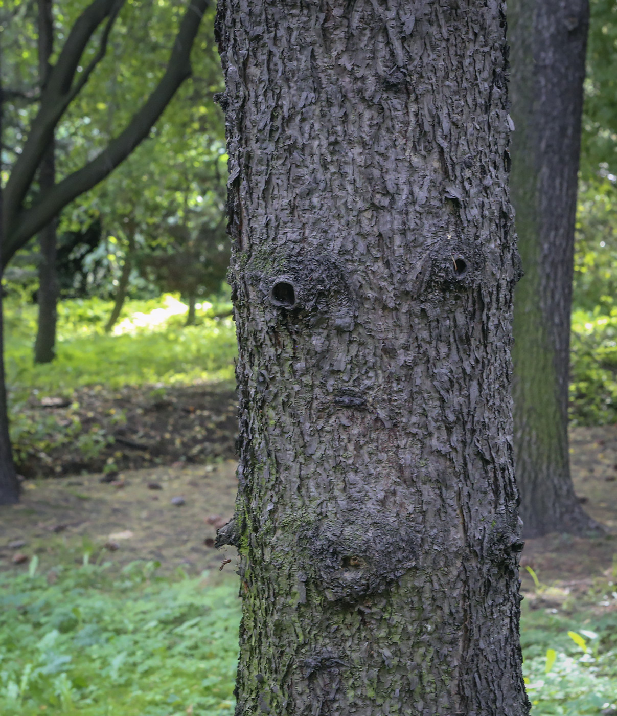 Изображение особи Picea retroflexa.