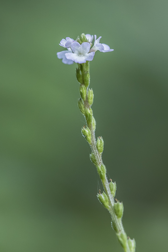 Image of Verbena officinalis specimen.