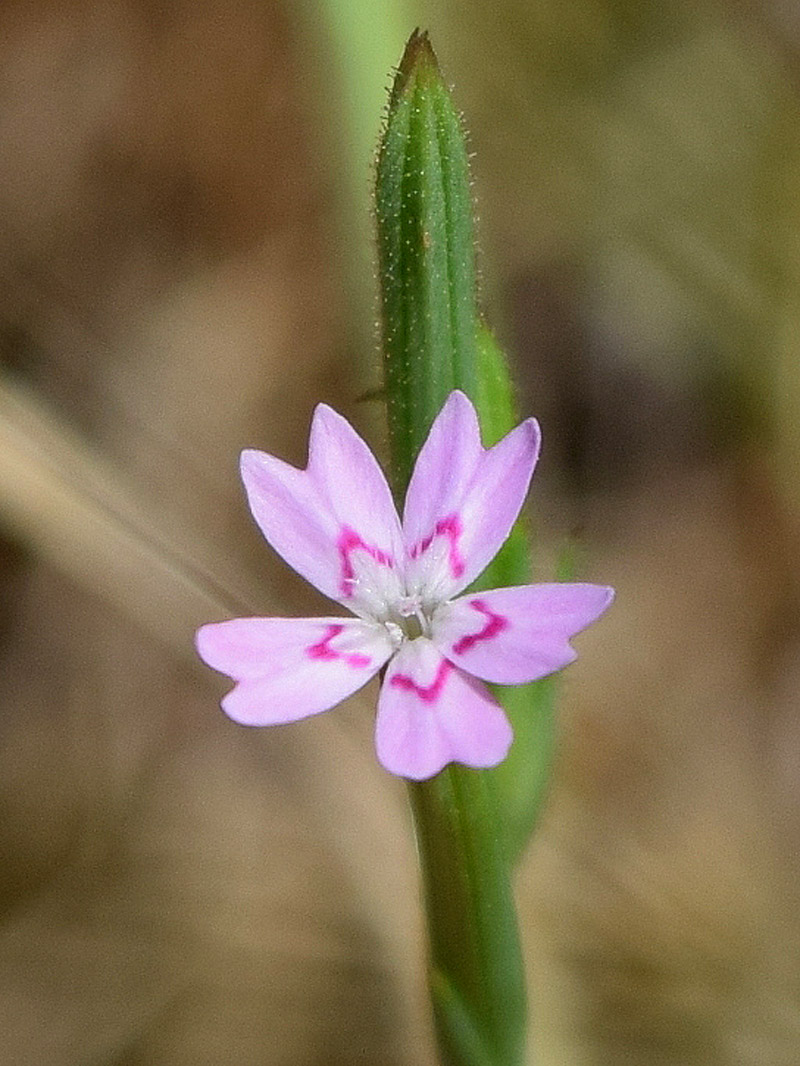 Image of Velezia rigida specimen.