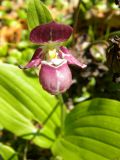 Cypripedium guttatum