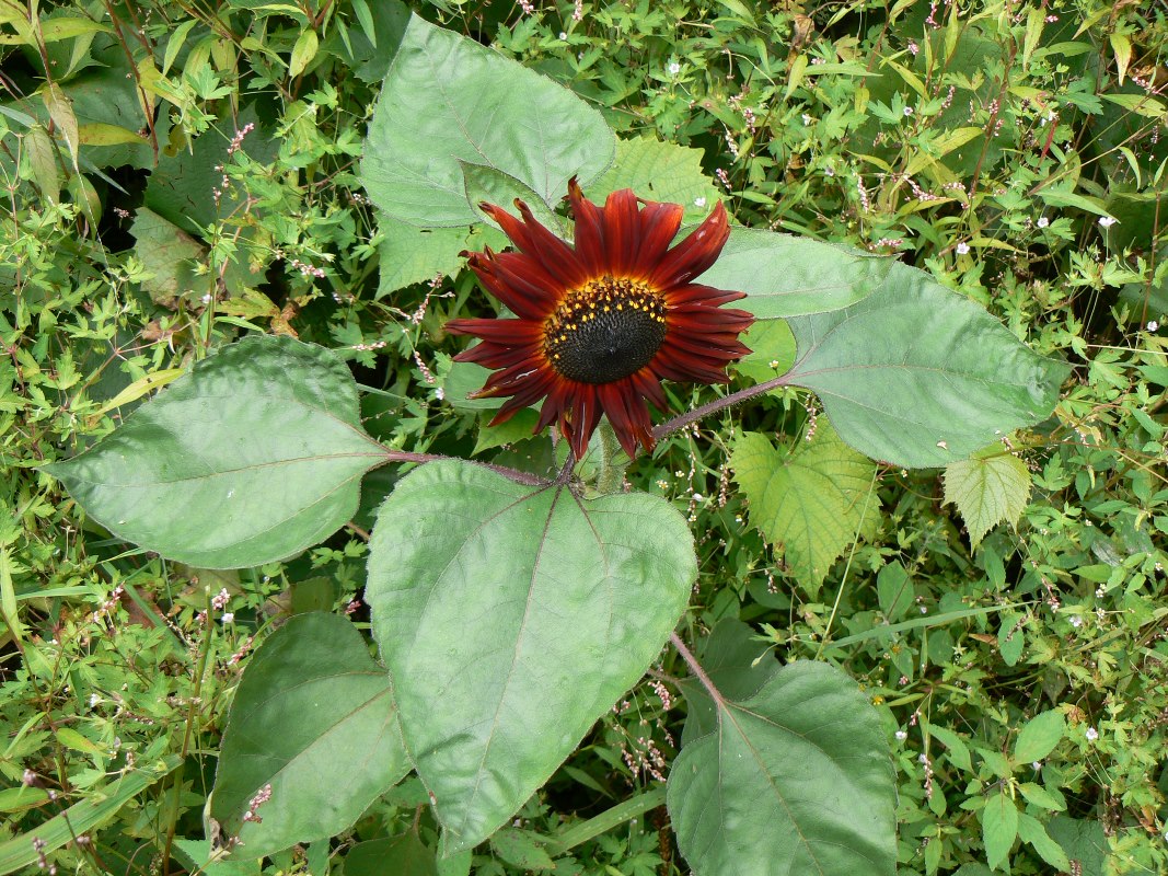 Image of Helianthus annuus specimen.