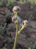 Ranunculus platyspermus