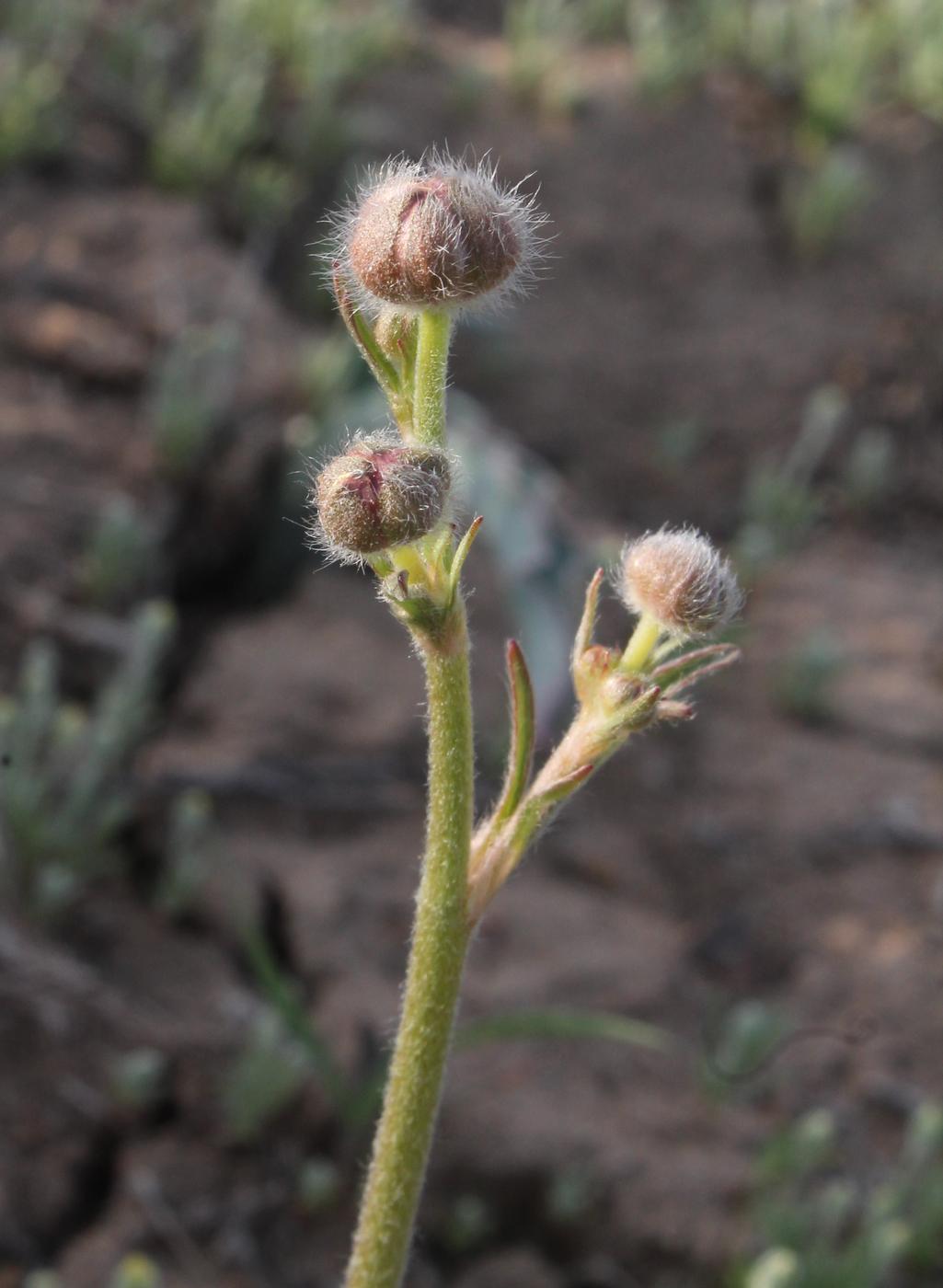 Image of Ranunculus platyspermus specimen.