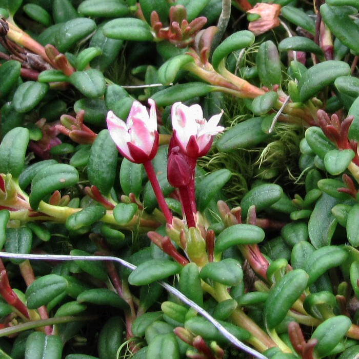 Image of Loiseleuria procumbens specimen.