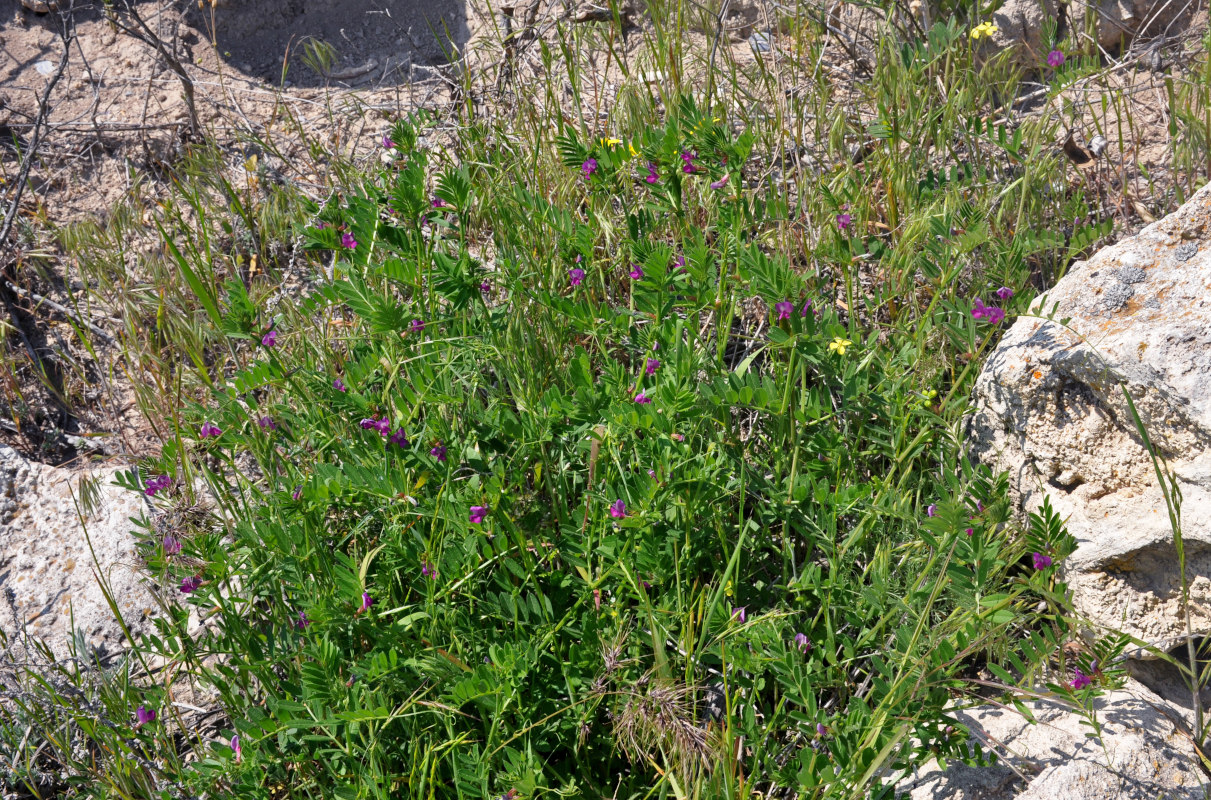 Изображение особи Vicia angustifolia.