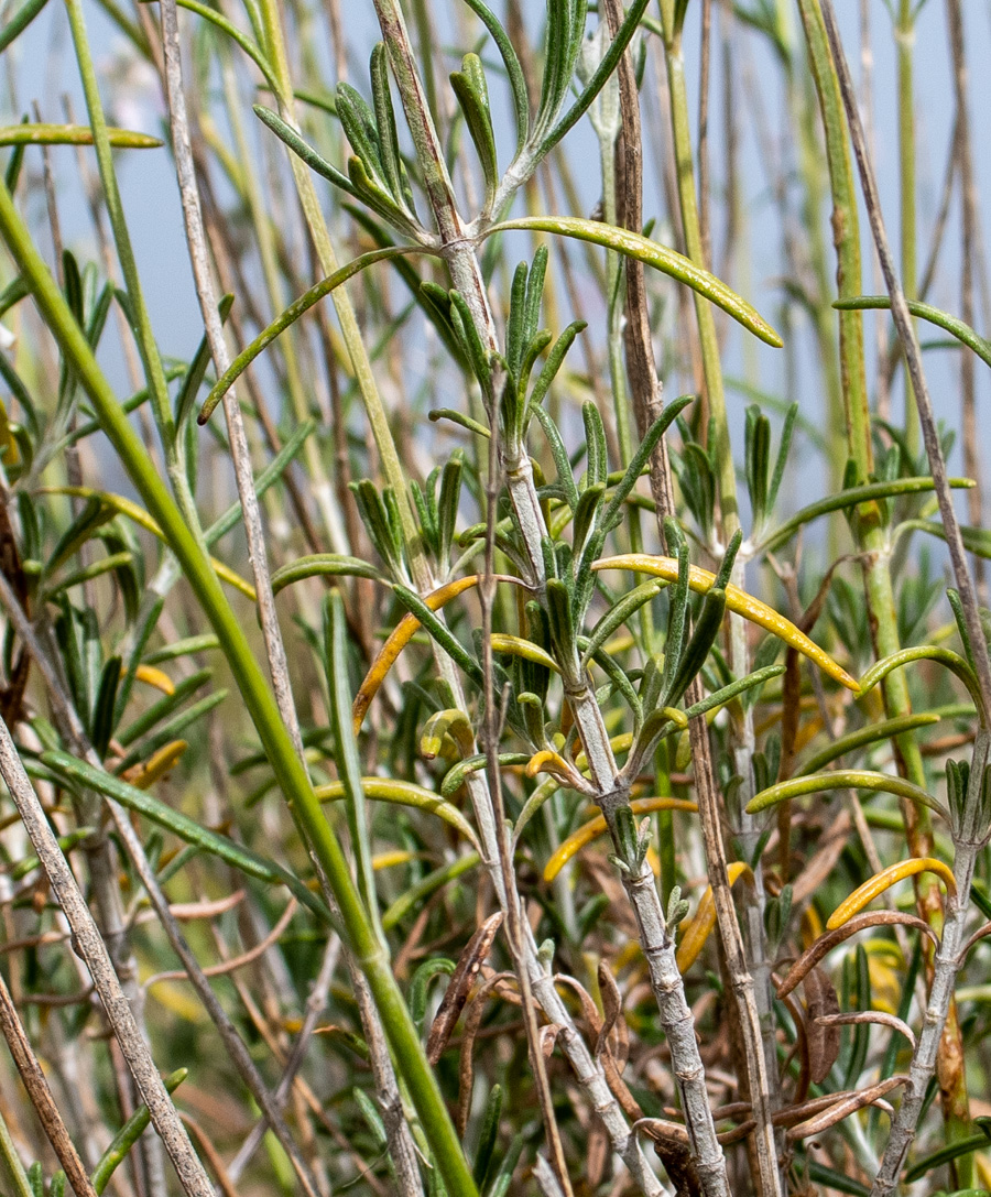 Image of Teucrium creticum specimen.