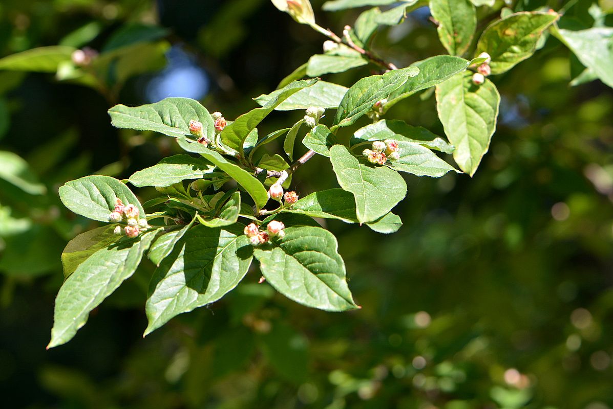 Image of Cotoneaster foveolatus specimen.